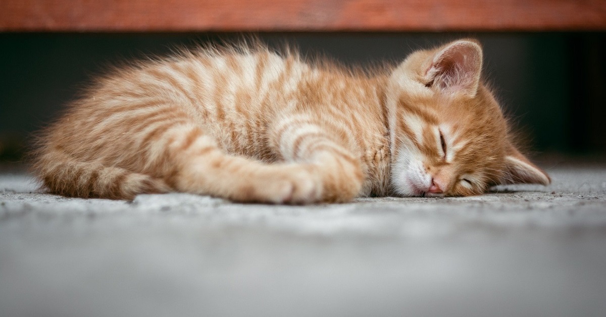 cucciolo di gatto rosso che dorme