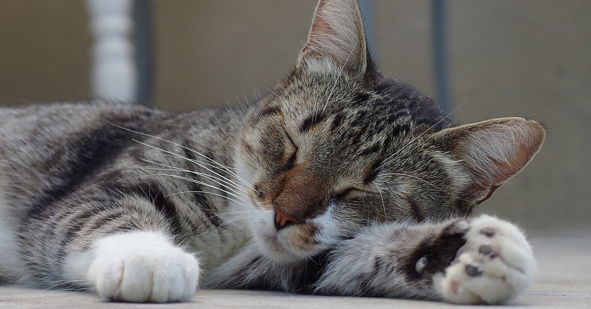 gatto sta dormendo