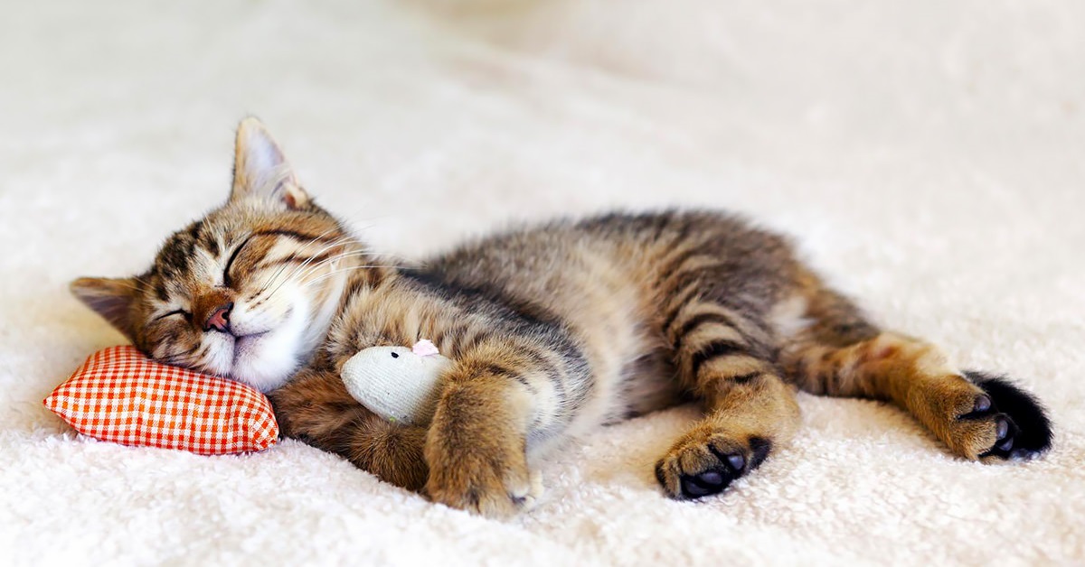 gatto abbraccia pupazzo mentre dorme