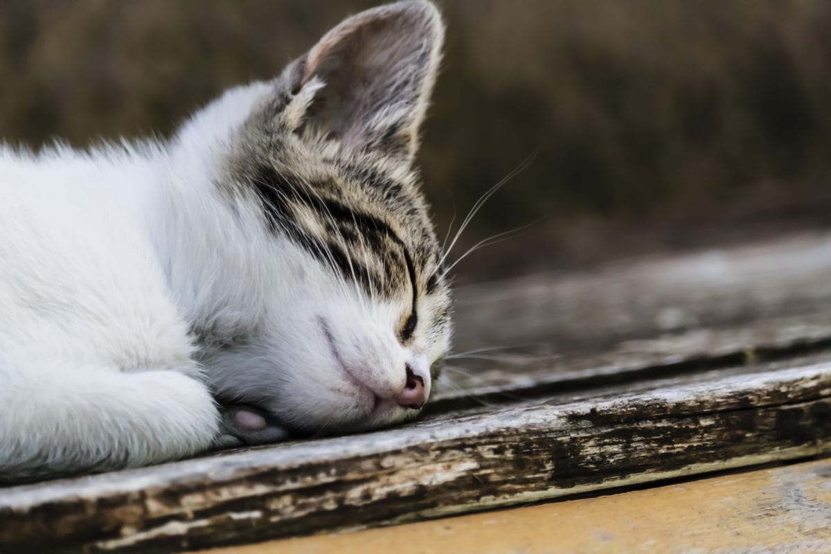 gatto che riposa