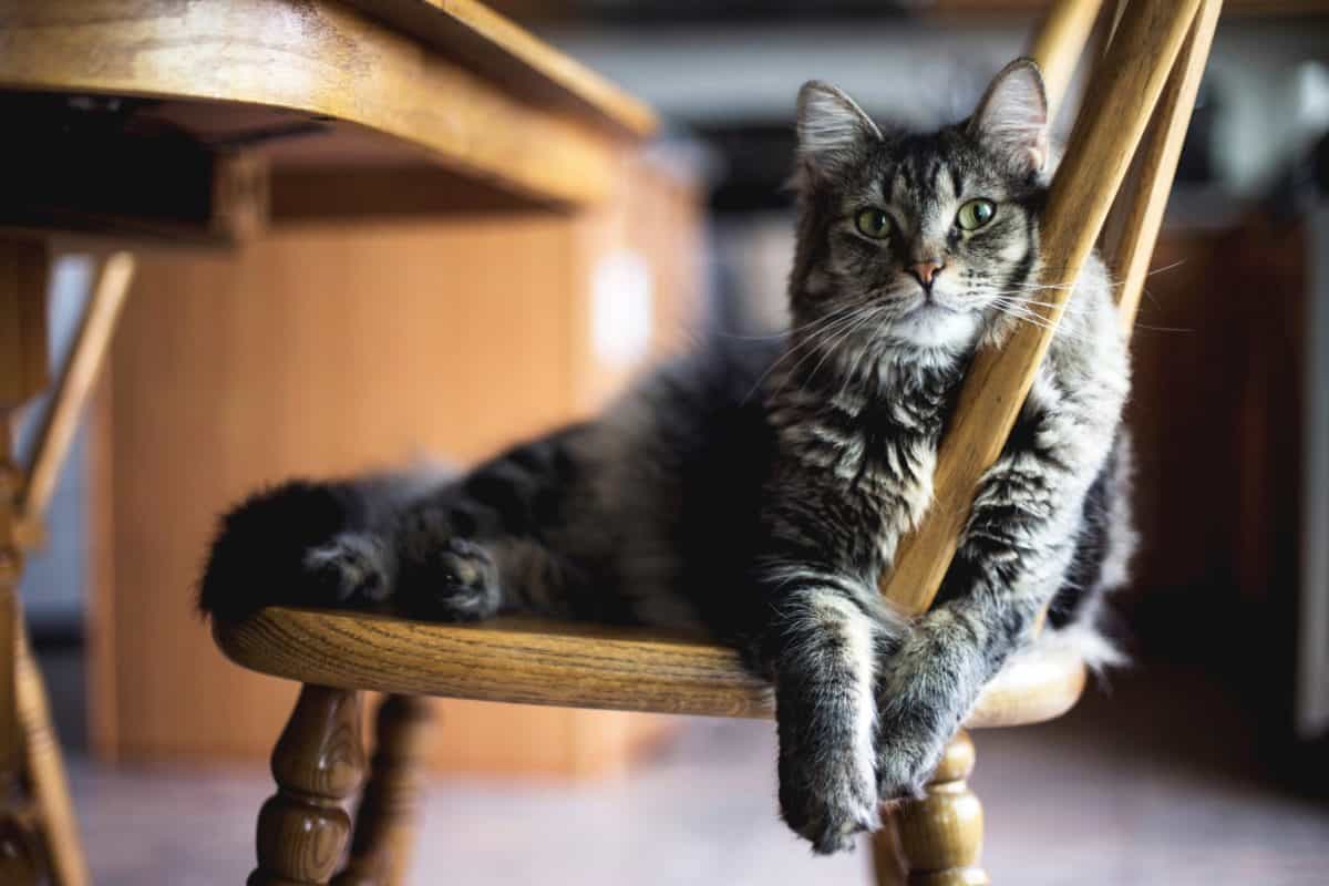 gatto su una sedia