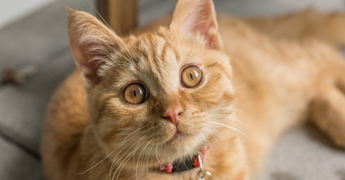 Svelati quattro modi infallibili con i quali puoi comprendere cosa pensa il tuo gatto