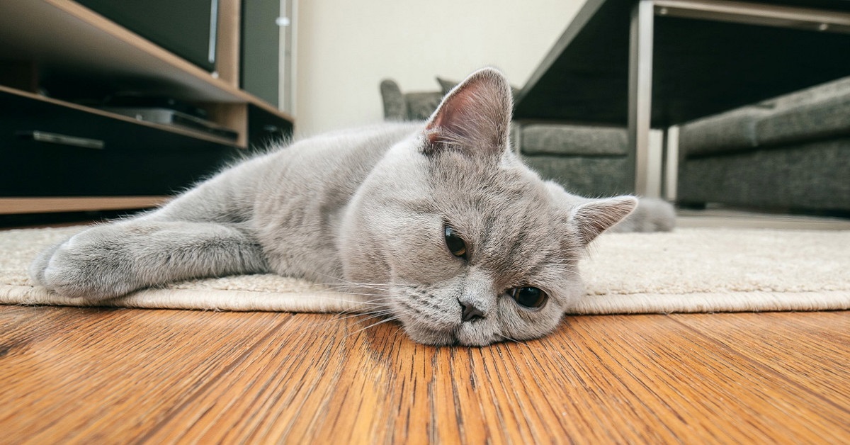 Gatto giù di morale: come sapere se è triste e come tirarlo su