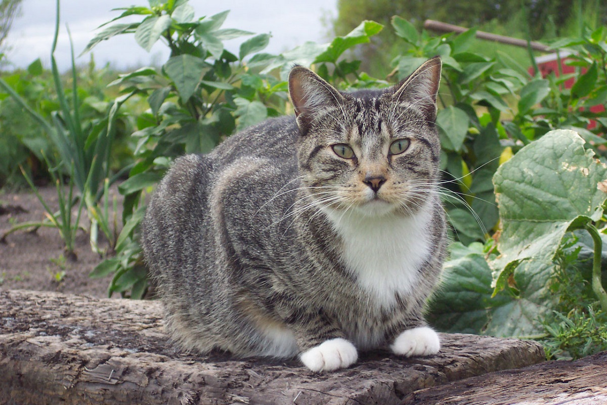 gatto in giardino