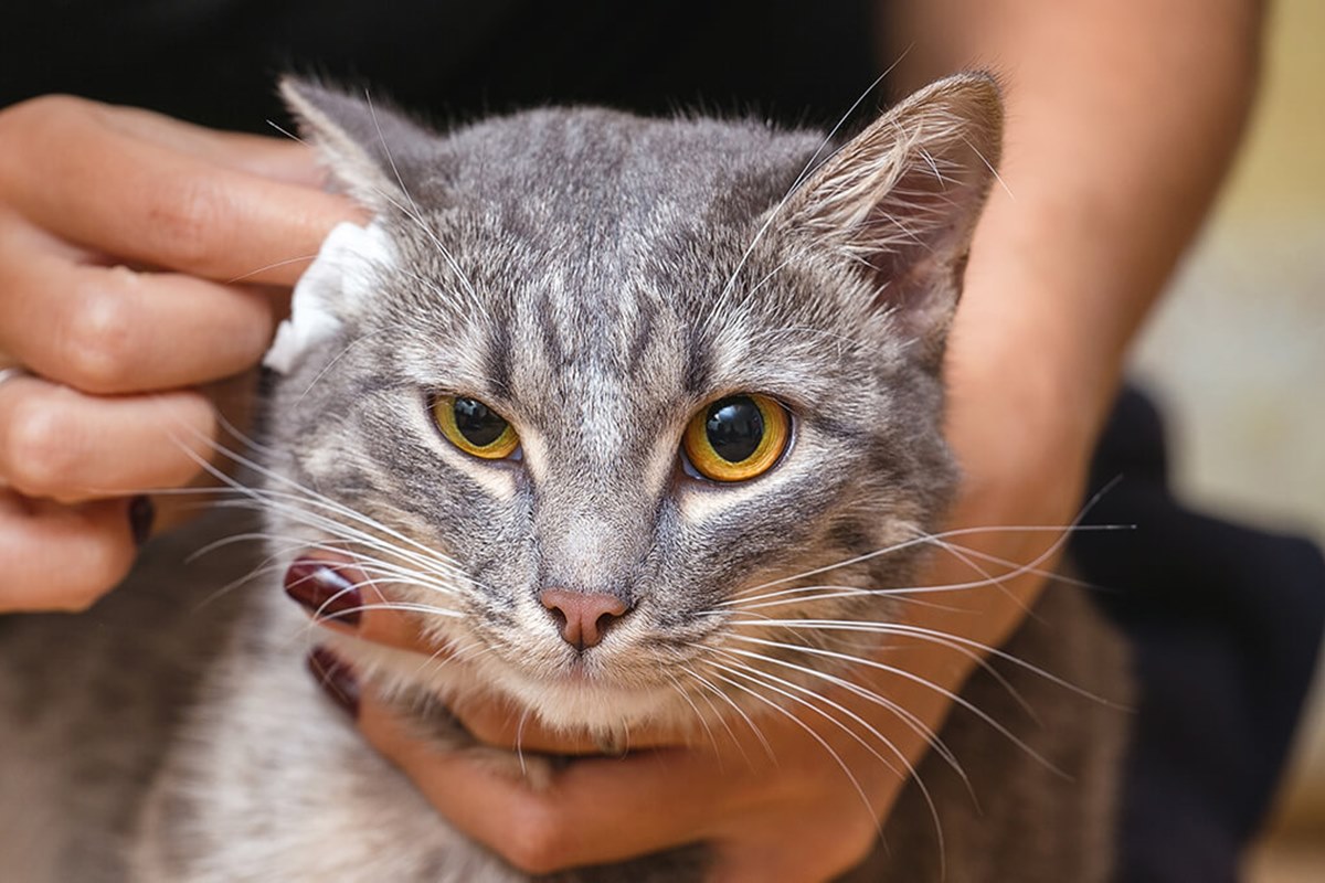 Il gatto ha gli acari nell’orecchio tutto quello che bisogna fare