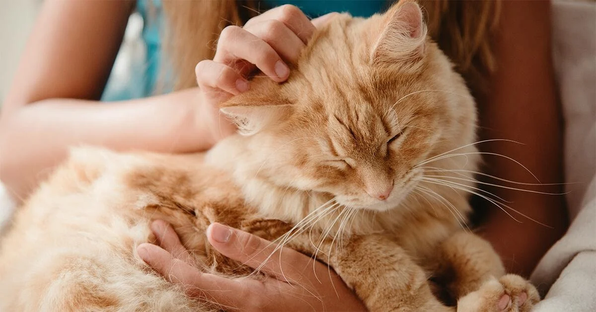 Ecco quali consigli devi seguire per prendere in braccio il tuo gatto e non farlo fuggire