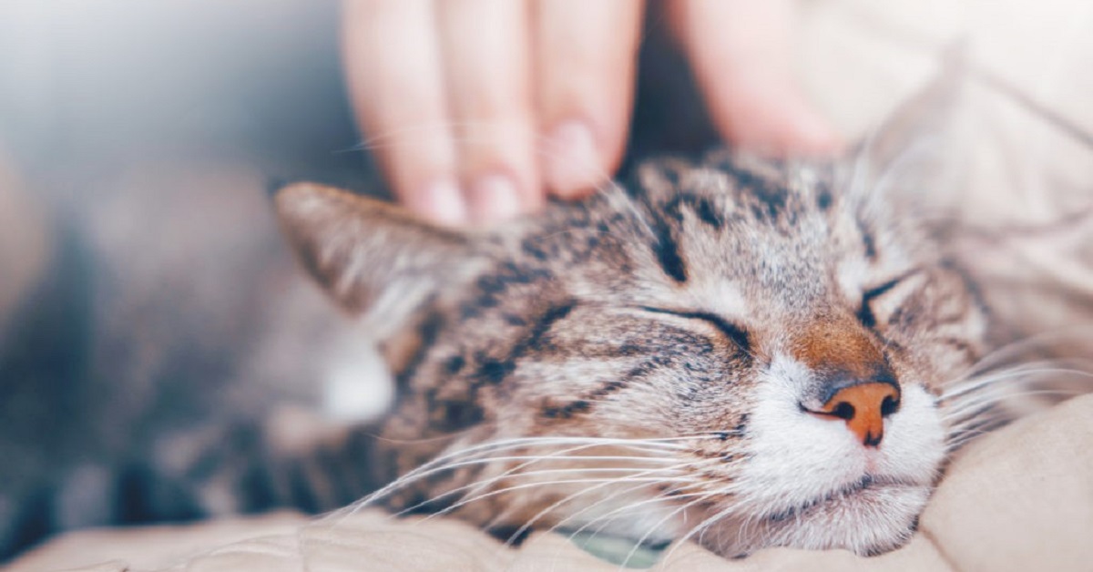 Il gatto miagola forte nel sonno: bisogna preoccuparsi o è normale?