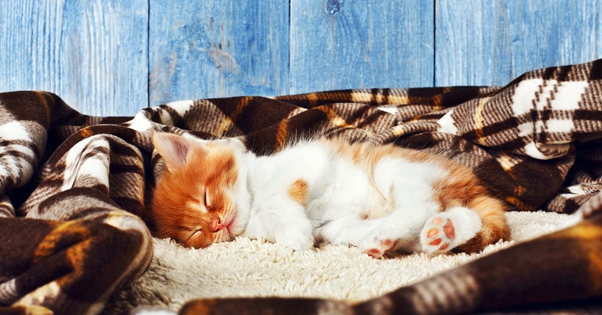 gatto bianco e rosso che dorme