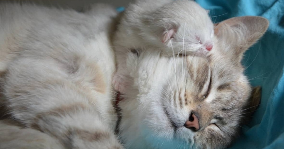 mamma e cucciolo di gatto