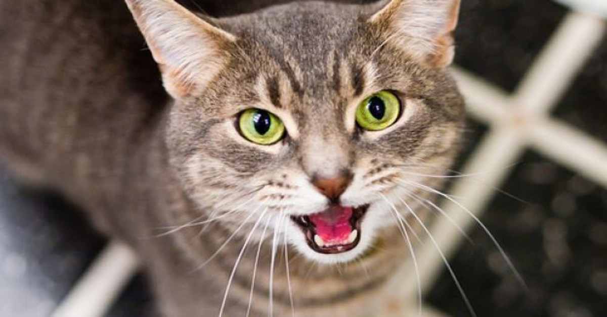 gatto grigio occhi verdi miagola