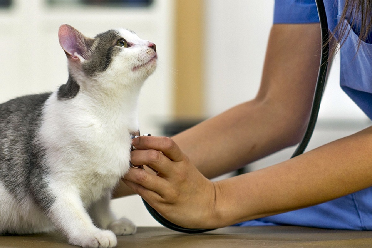 gatto dal veterinario