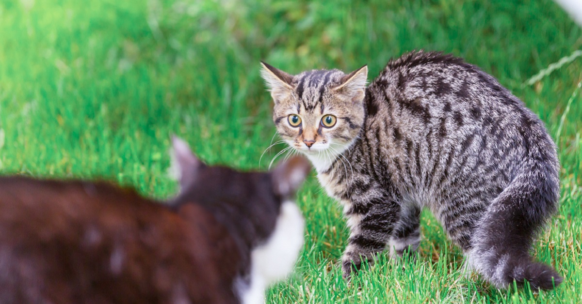 gatto aggressivo con altri gatti