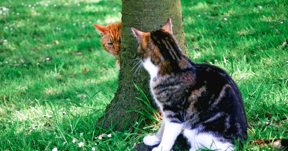 gatto dietro albero studia un suo rivale