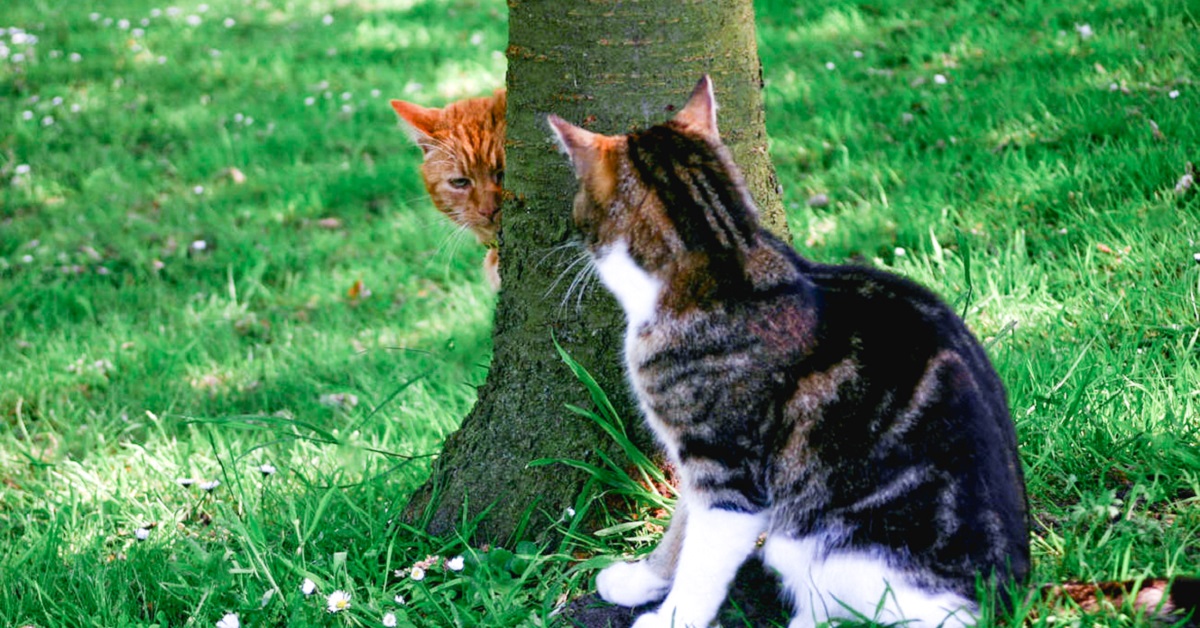 gatto dietro albero studia un suo rivale