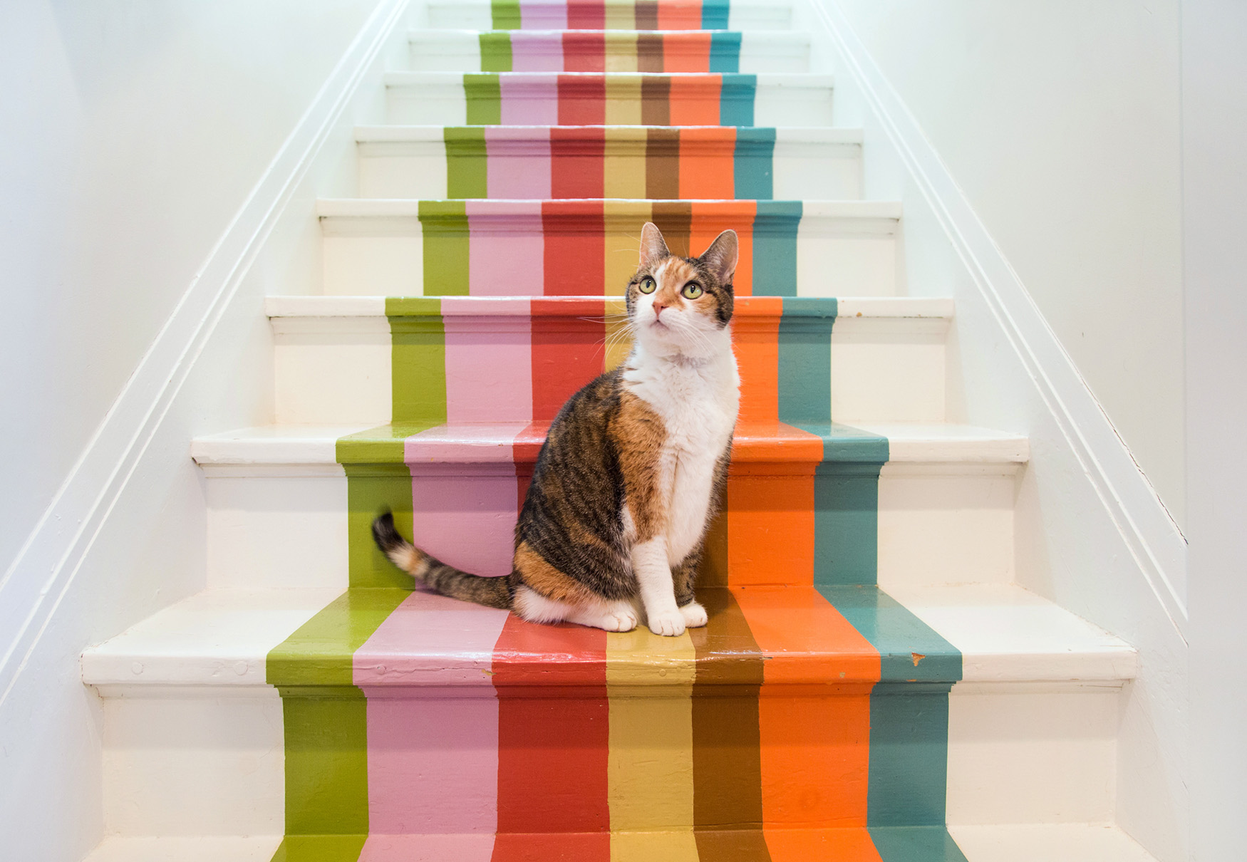 gatto su scale colorate