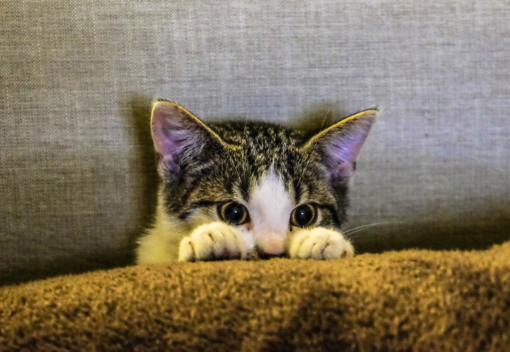 gatto nascosto fra le coperte