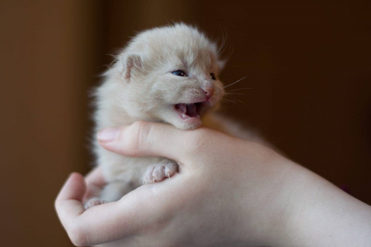 gattino in una mano