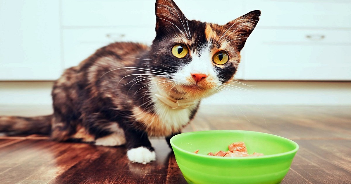 Il gatto può mangiare i pasticcini o per lui è rischioso?