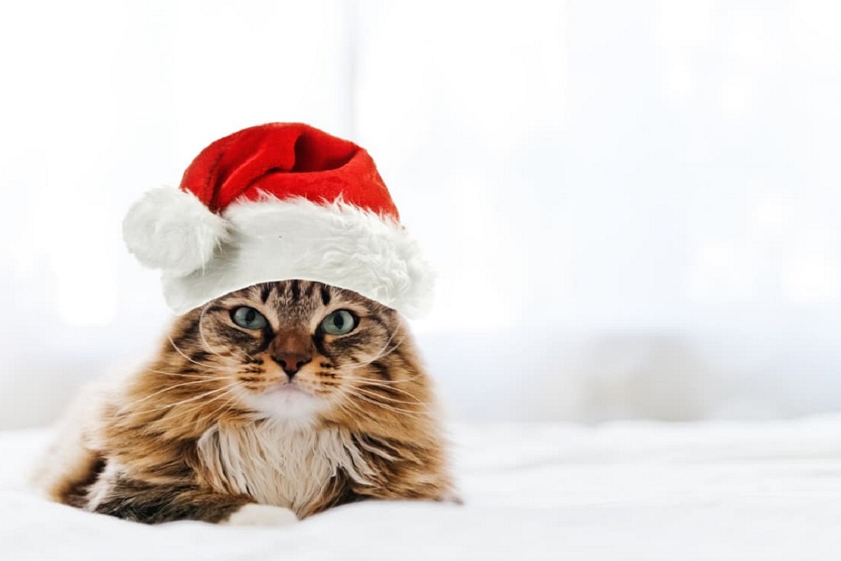 gatto babbo natale