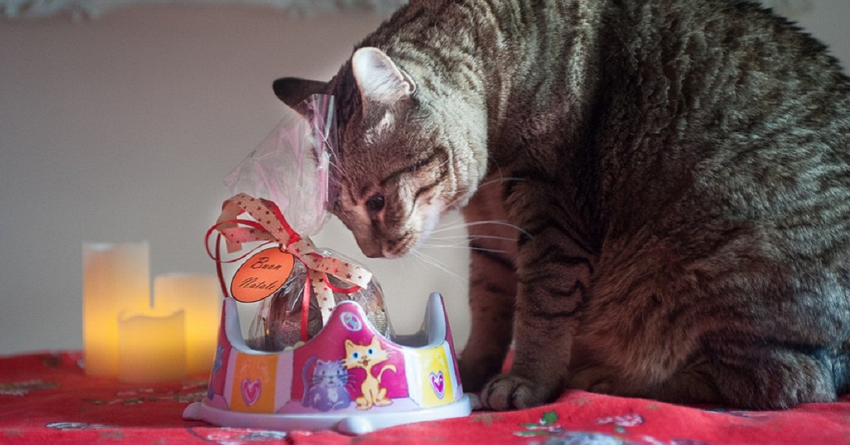 Il gatto può mangiare il pandoro o gli fa male? Ecco cosa sapere