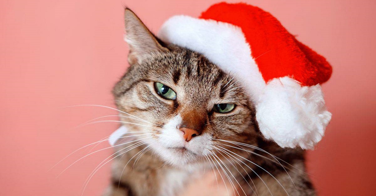 gatto con cappello di babbo natale