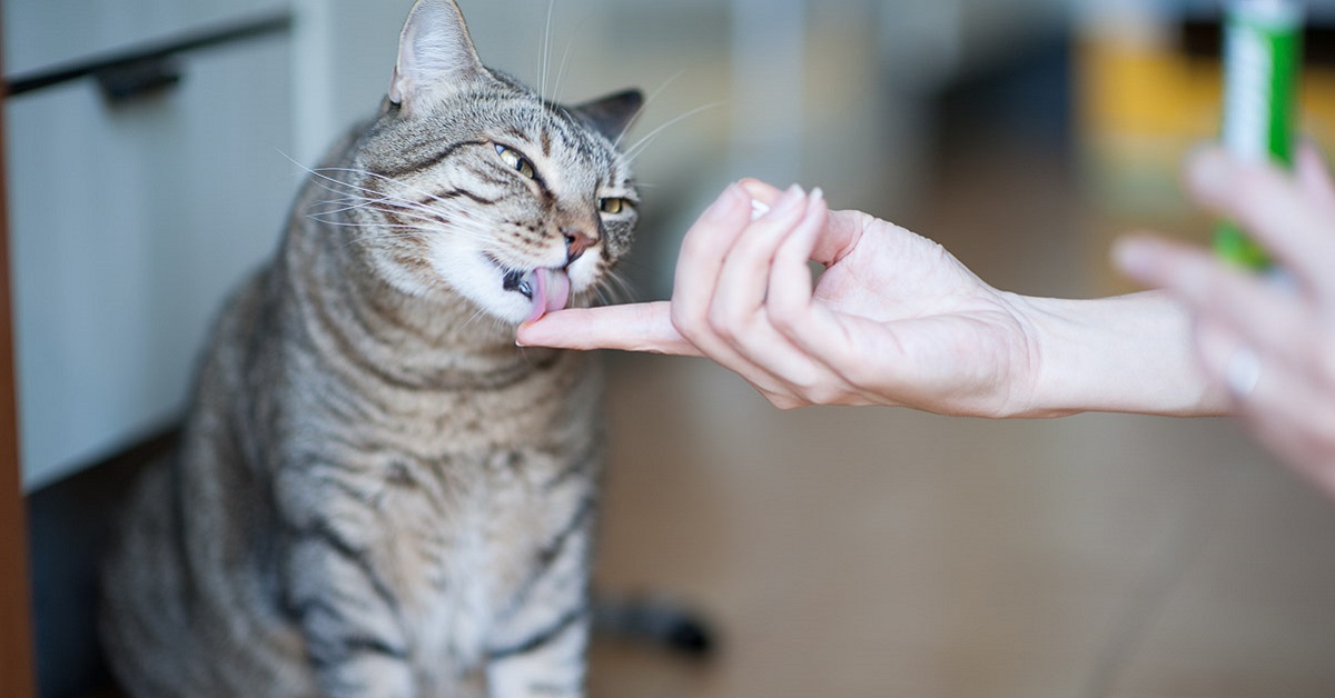 gatto lecca il dito del padrone