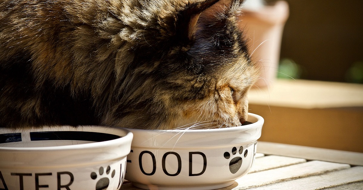 gatto che mangia dalla ciotola