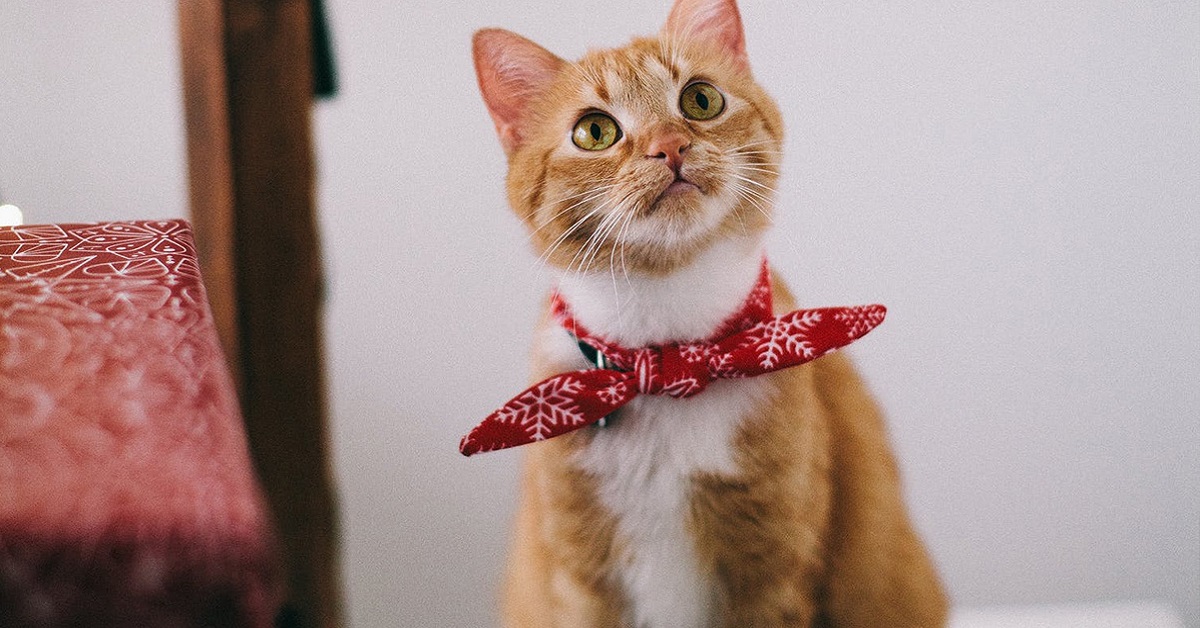 gatto con bandana al collo