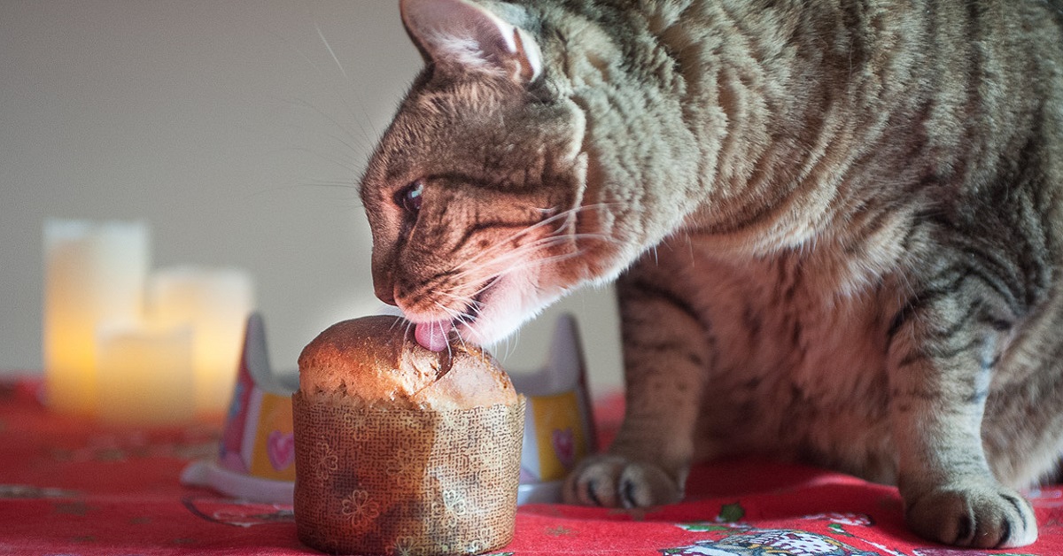 Il gatto può mangiare il panettone o gli fa male? Ecco cosa sapere