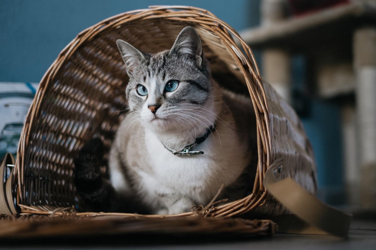 gatto nel trasportino