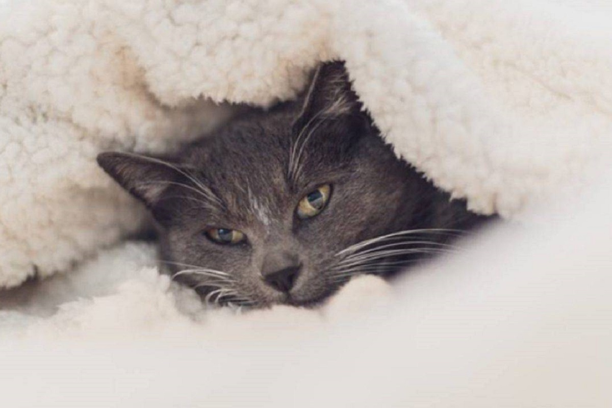 gatto grigio sotto plaid di lana