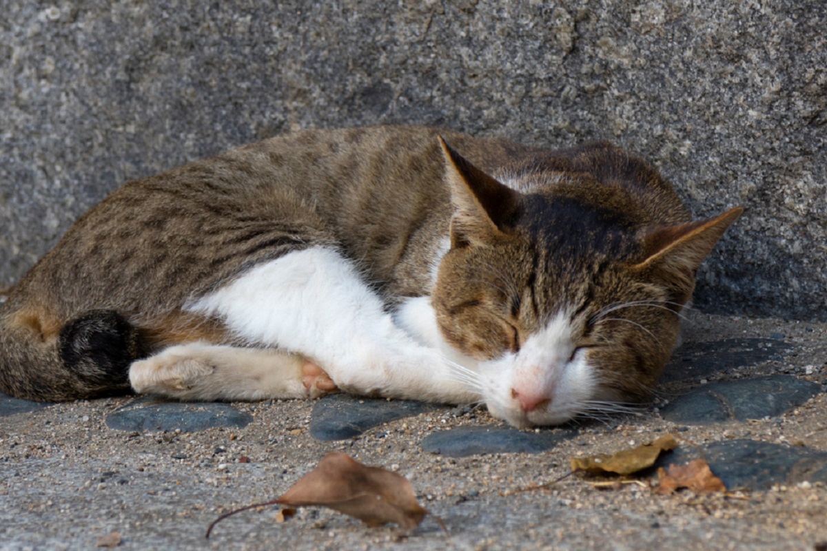 gattino randagio in autunno