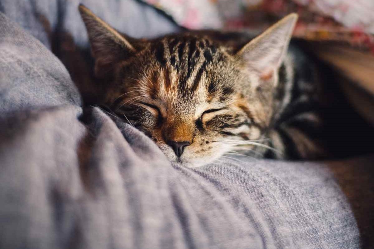 gattino che dorme su coperta