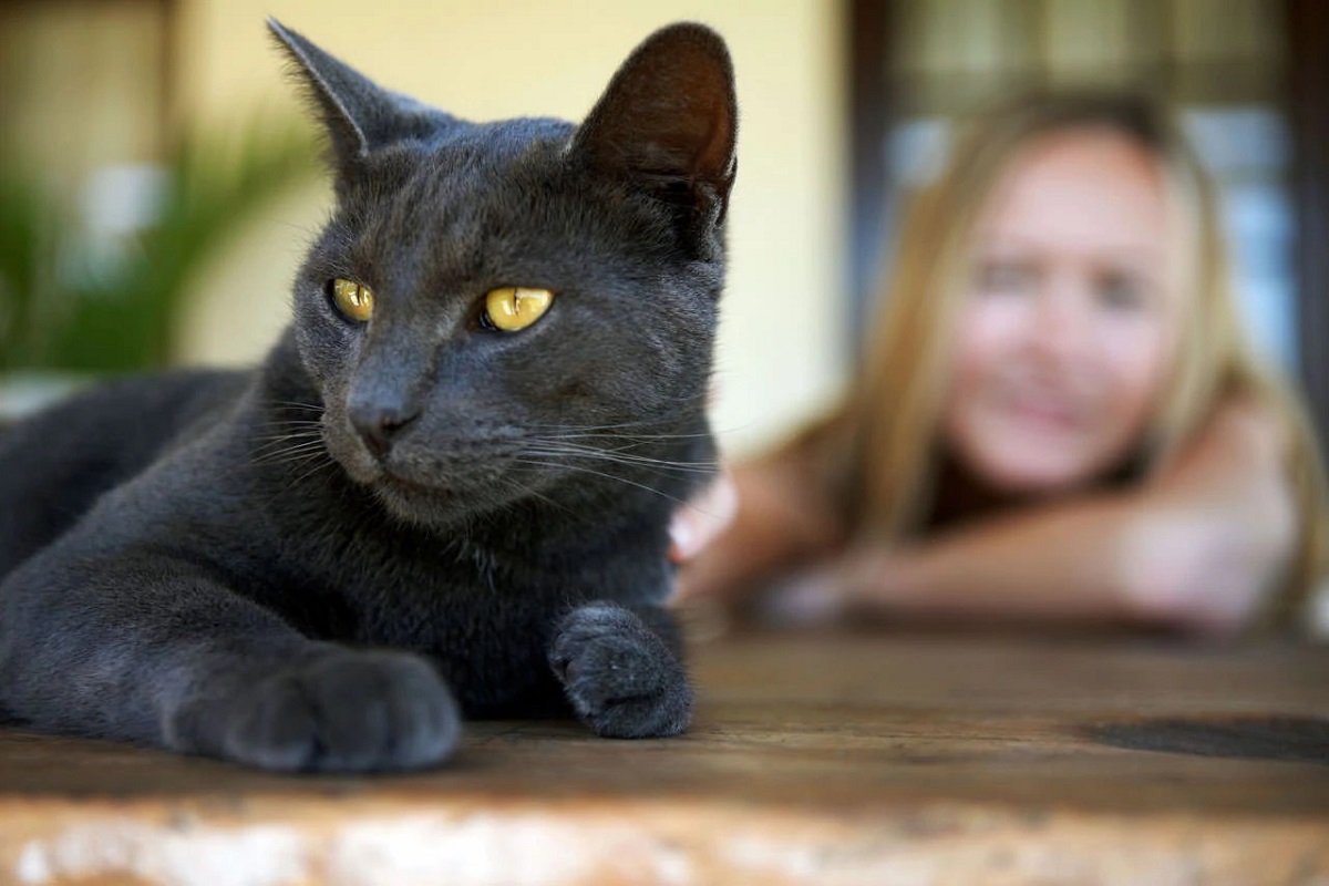 gatto grigio scuro e ragazza sullo sfondo