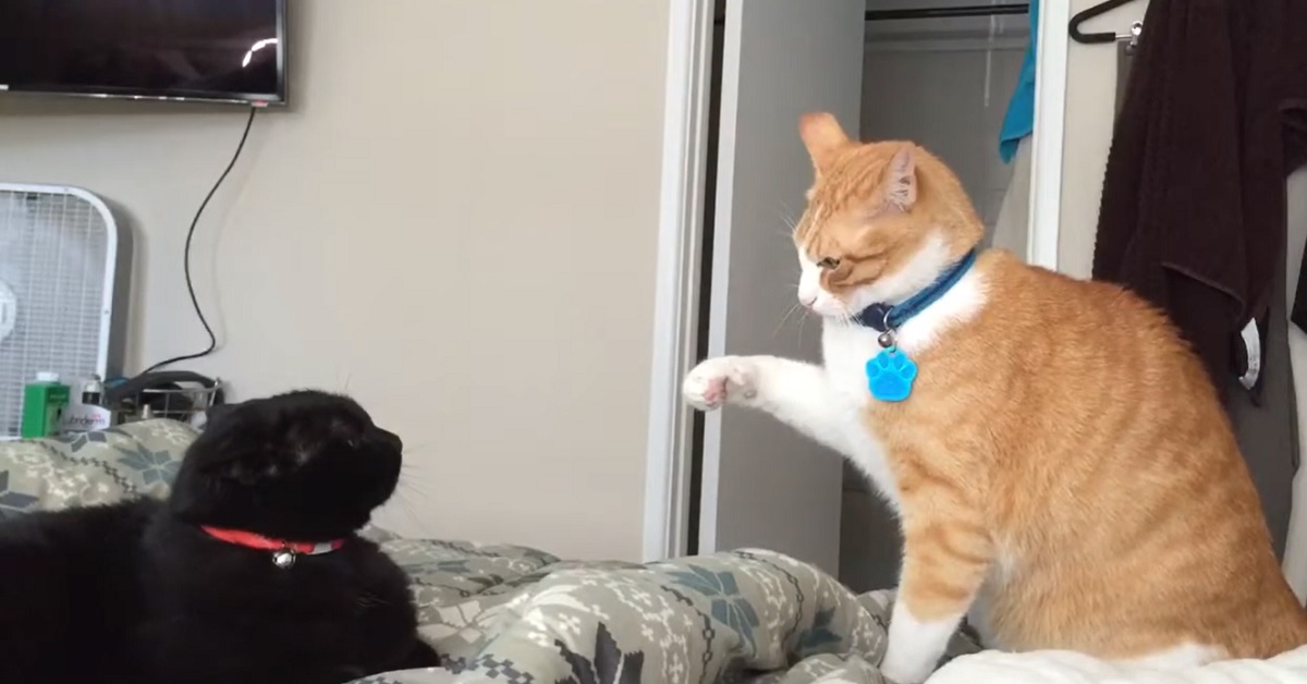 I due gattini si fissano intensamente, c’è tensione nell’aria, il video è mozzafiato