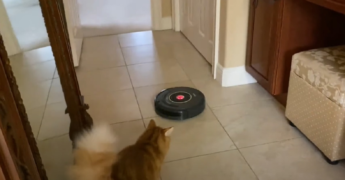 I gattini hanno i rapporti più insoliti con i robot per la pulizia di casa, il video è sorprendente