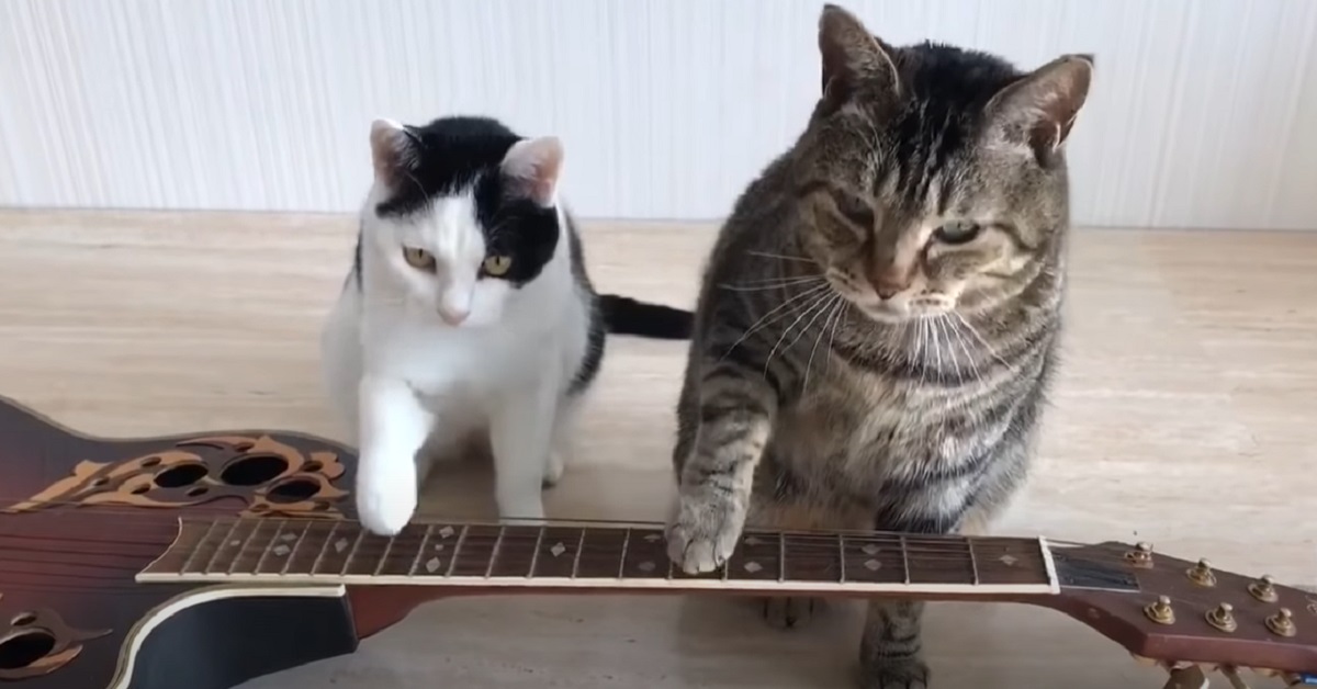 I gattini si mettono a suonare la chitarra, il loro talento in video è insuperabile
