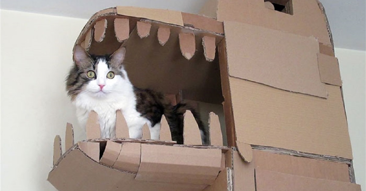 I gattini trascorrono un anno nella casa di cartone, gli effetti della convivenza nel video