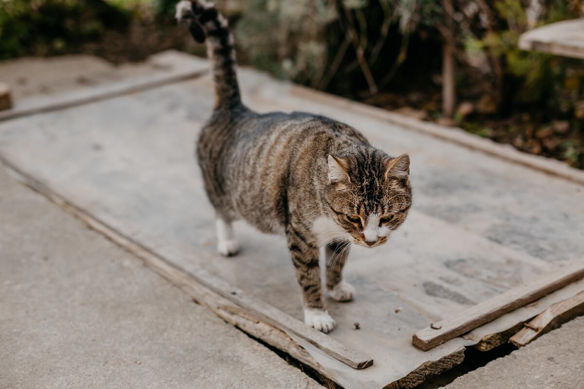 gatto sull'attenti