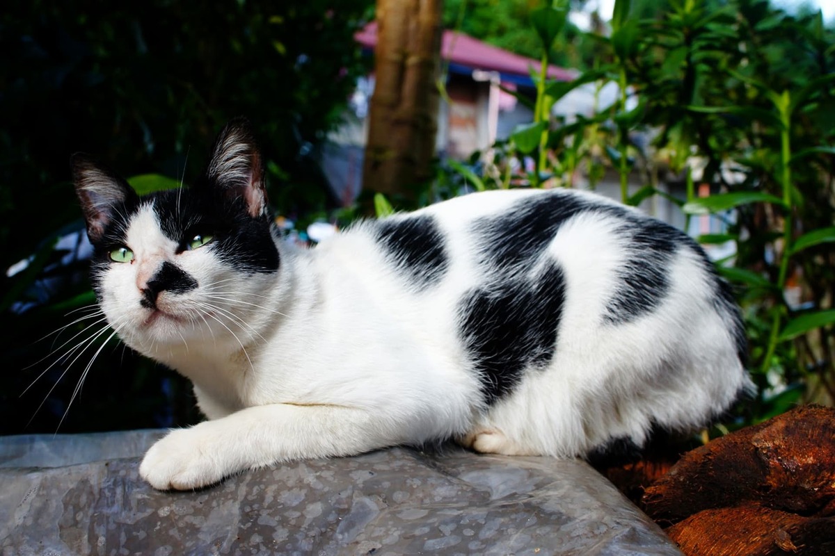 gatto in procinto di cacciare