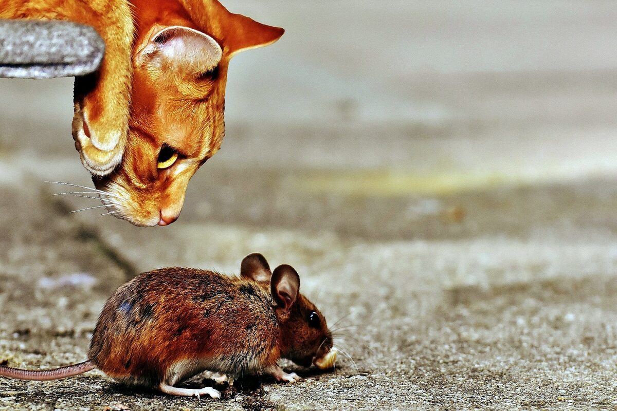 I topi possono avvelenare i gatti? Ecco cosa sapere