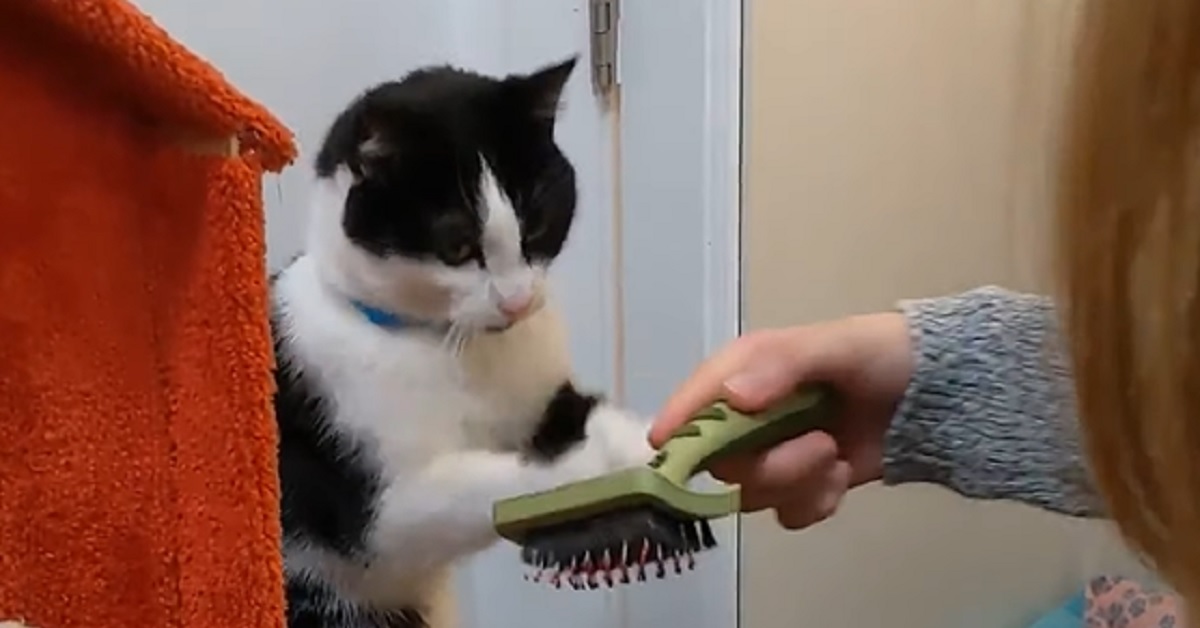 Il gattino appena salvato chiede di essere spazzolato ancora, il video è tenerissimo