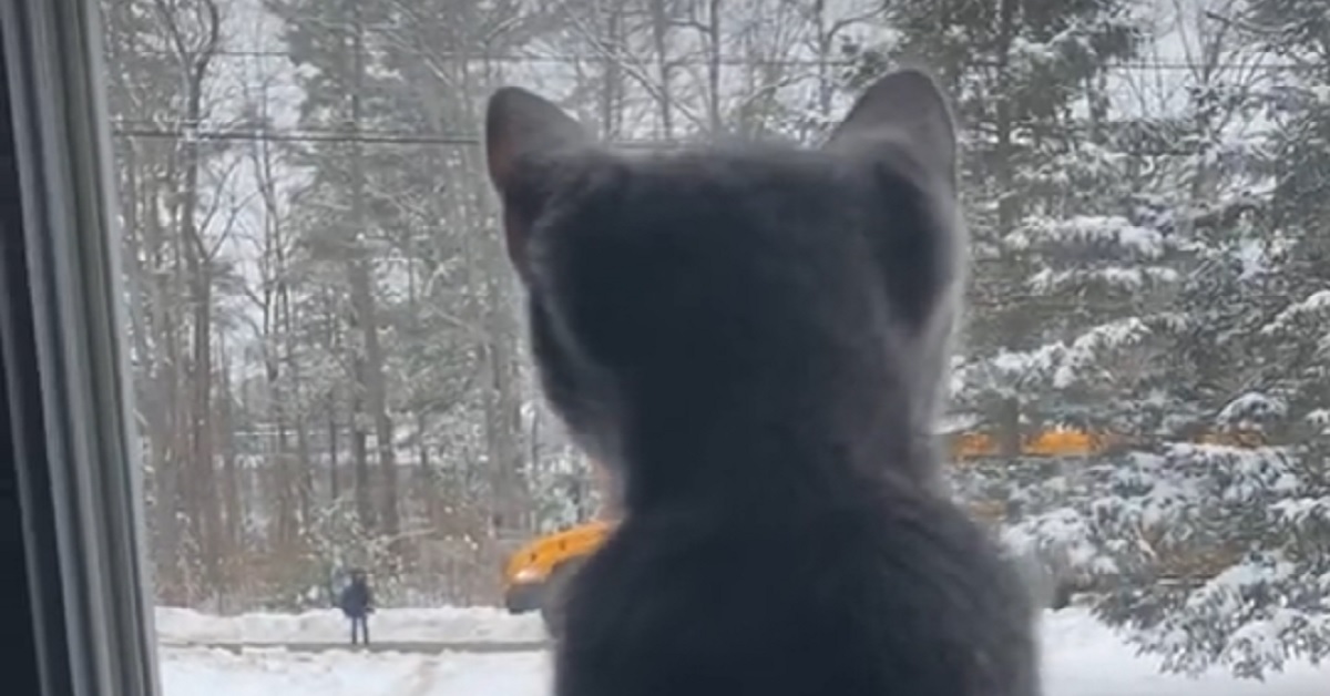Il gattino aspetta con ansia l’arrivo del migliore amico alla finestra, il video è emozionante
