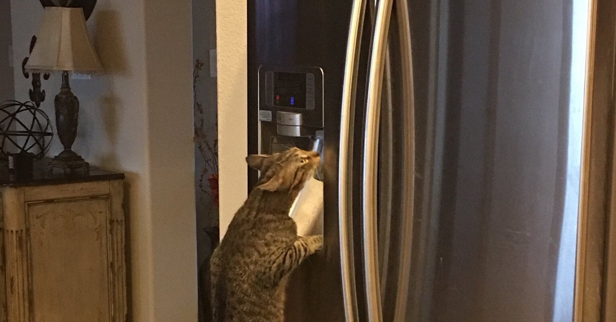 Il gattino attua il piano perfetto per rubare cibo dal frigorifero, il video mostra una scena esilarante