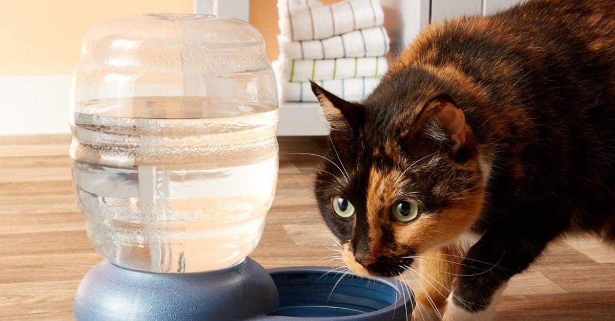 Il gattino beve l’acqua in modo decisamente strano ma innovativo, il video fa il giro degli utenti