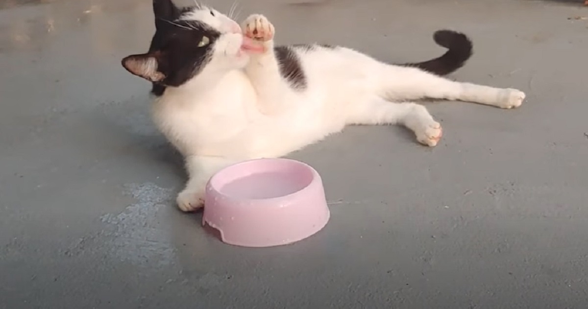 gattino dissetare bere