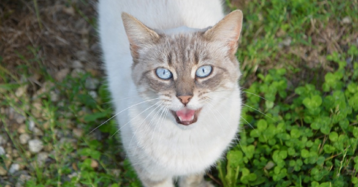 Il gattino celtico canta insieme alla mamma, le sue doti canore in video