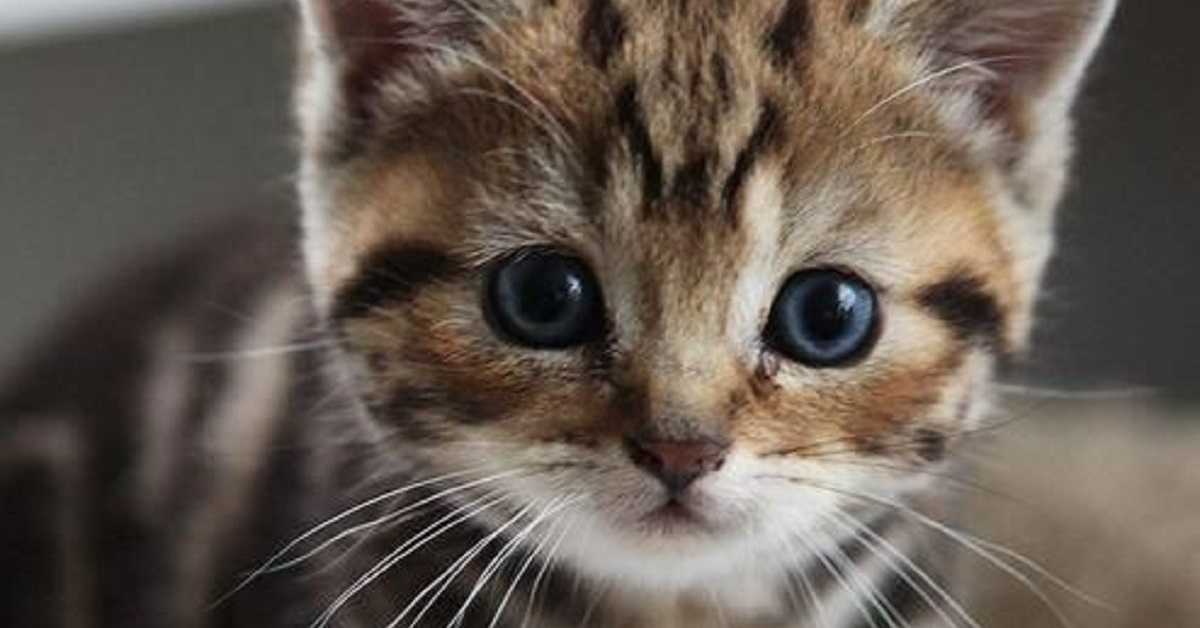 Il gattino celtico ha un colpo di singhiozzo, nel video notiamo la sua imperdibile reazione