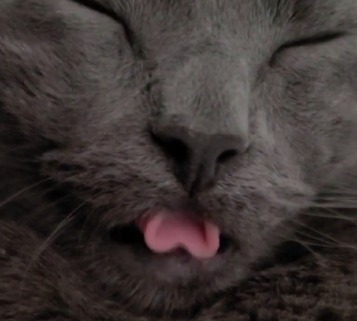 gandalf gattino certosino lingua