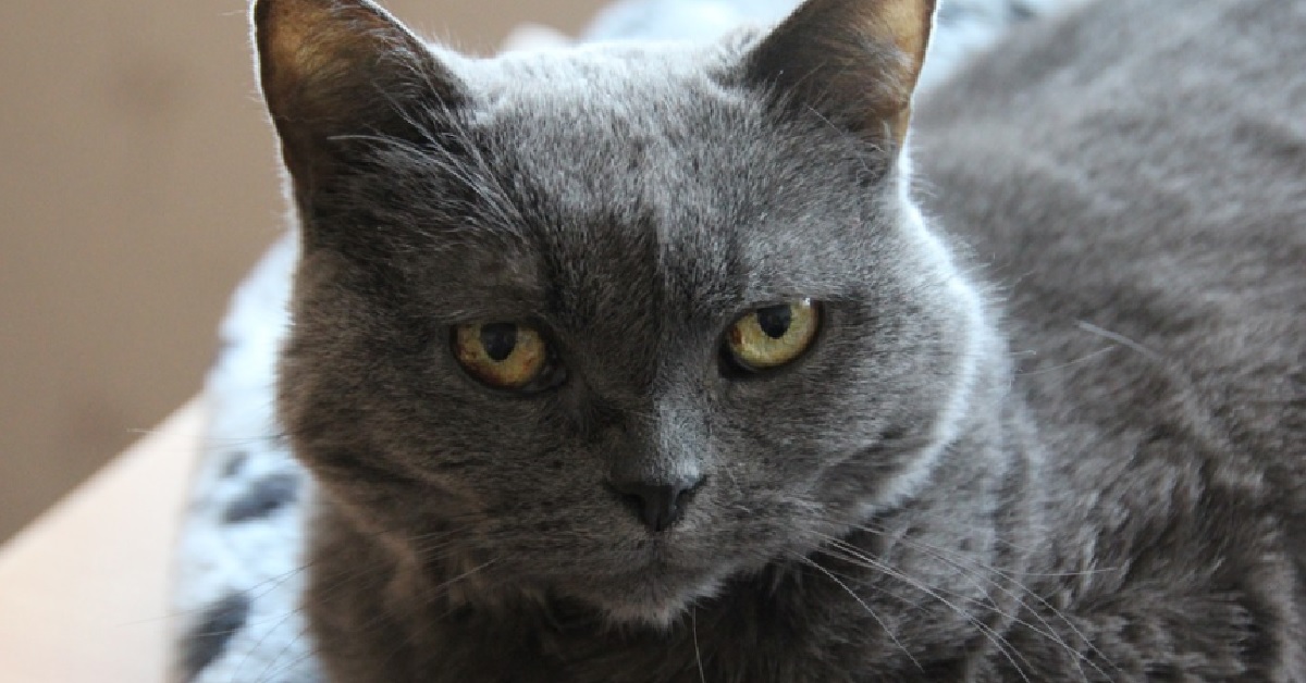 Il gattino Certosino diventa protagonista di un video incredibile a sua insaputa